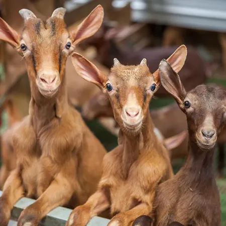 Ξενοδοχείο Rural Yeguada Albeitar Villayón