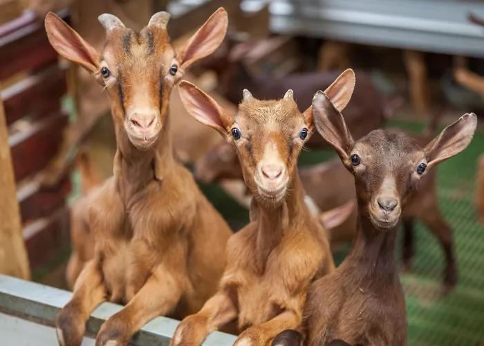 Hotel Rural Yeguada Albeitar Villayón